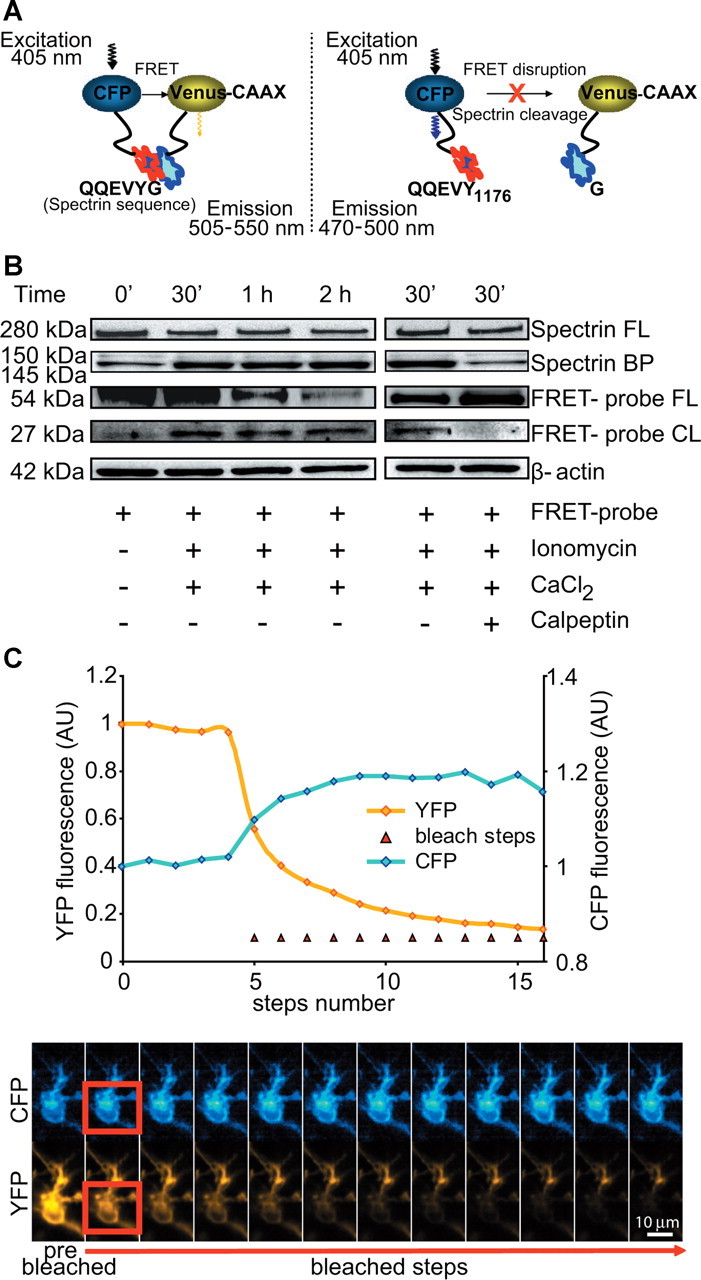 Figure 6.