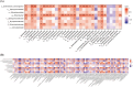 Heatmaps labeled as (A) and (B) depict correlation values ranging from -1 to 1, represented by a color gradient from blue to red. Each axis displays various microbial taxa, and correlations are marked with asterisks indicating significance levels.