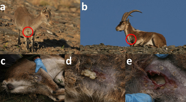 Fig. 6