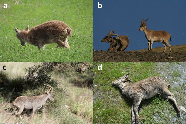 Fig. 1