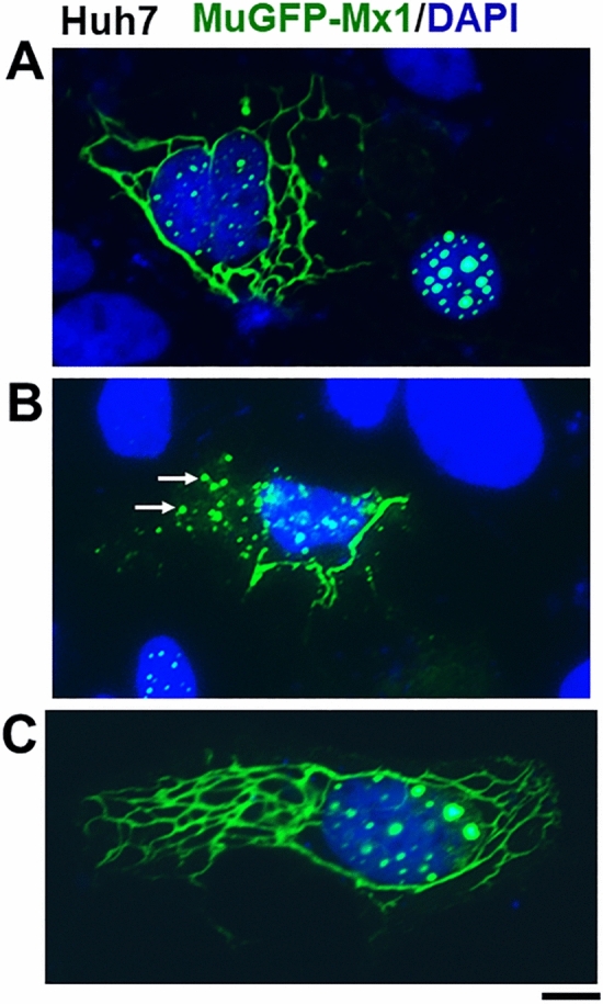 Figure 7