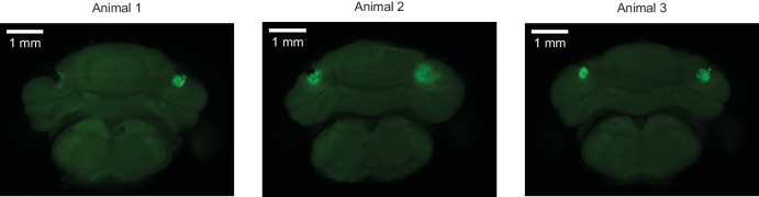 Figure 1—figure supplement 3.