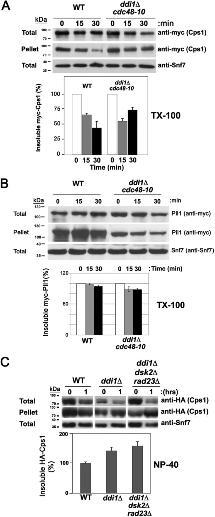 FIGURE 5: