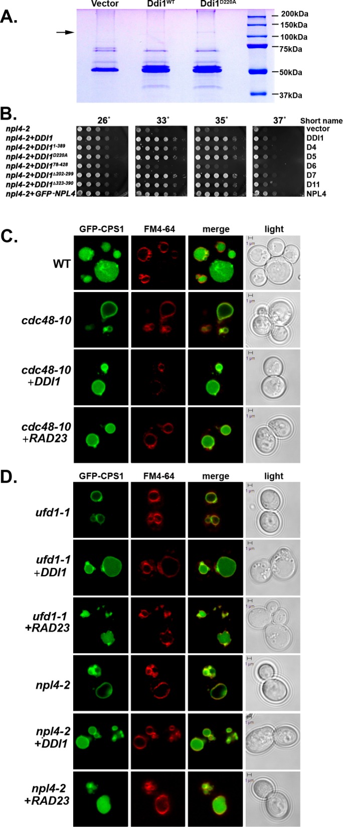 FIGURE 1: