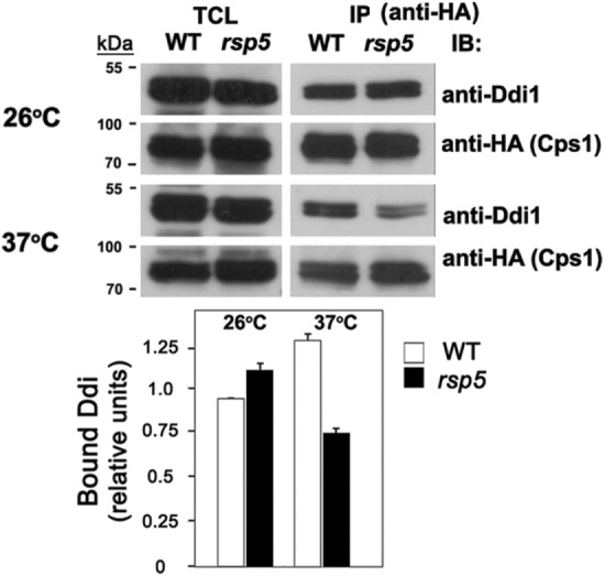 FIGURE 6: