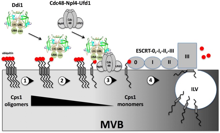 FIGURE 7: