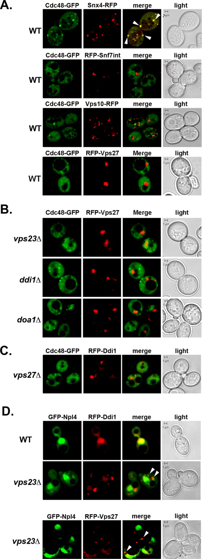 FIGURE 3: