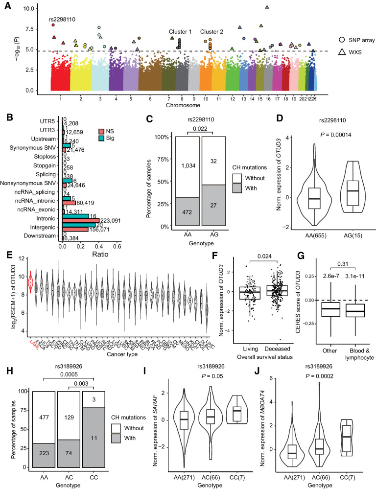 Figure 3. Genetic association of CH mutations. A, Manhattan plot shows 117 SNPs significantly associated with number of CH mutations. B, Category of SNPs associated with CH mutations. Numbers on each bar denote the number of SNPs in each category. Note that the total number of “Sig” SNPs were larger than 55, because a SNP might belong to multiple categories. C, Number of samples with CH mutations correlated with genotype of rs2298110. Samples with heterozygous genotype AG tend to have more CH mutations. D, In GTEx whole blood samples, expression of OTUD3 was positively correlated with heterozygous genotype AG of rs2298110. E, Expression of OTUD3 among TCGA cancers. Acute myeloid leukemia had the highest expression of OTUD3. F, Higher expression of OTUD3 was correlated with poor overall survival status in TARGET leukemia data (31). G, DepMap data suggested knockout OTUD3 broadly reduced the proliferation rate in various cell lines. While there were no significant CERES score differences between blood/lymphocyte cell lines and other cell lines (P = 0.31), both kind of cell lines had CERES scores significantly lower than zero (P = 3.1e-11 in blood/lymphocyte and 2.6e-7 in other cell lines, respectively). H, Number of samples with CH mutations correlated with genotype of rs3189926. Samples with homozygous genotype CC tend to have more CH mutations than genotype AA and AC. I and J, In GTEx whole blood data, samples with homozygous genotype CC at rs3189926 had higher expression of SARAF (I) and MBOAT4 (J) than other samples.