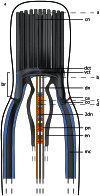 Figure 24
