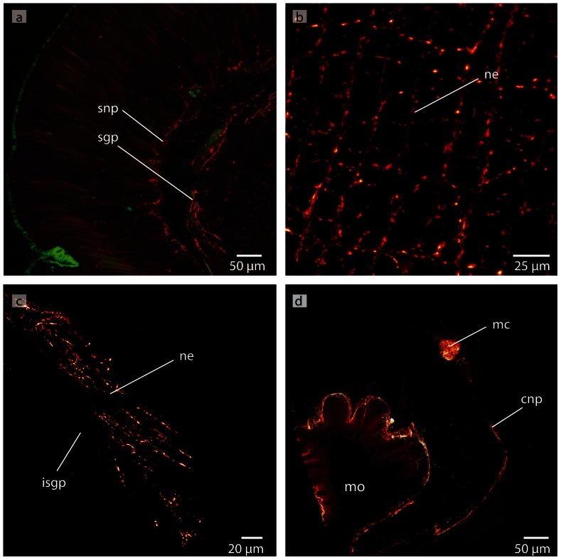 Figure 19