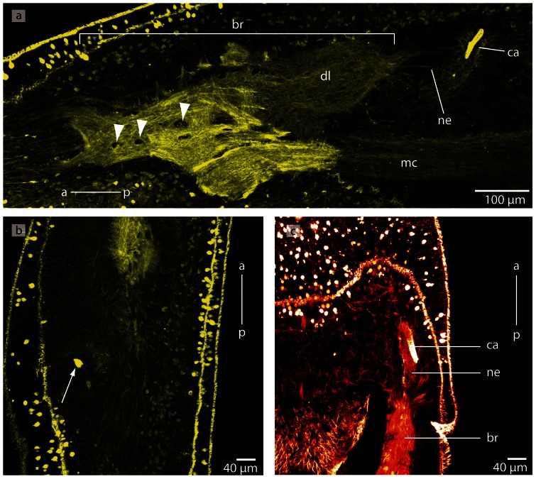 Figure 29