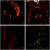 Figure 27