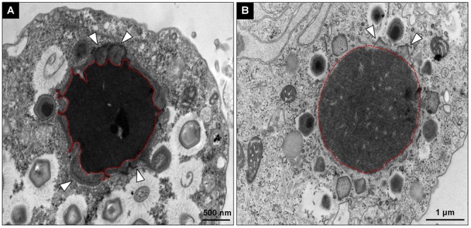 FIGURE 3