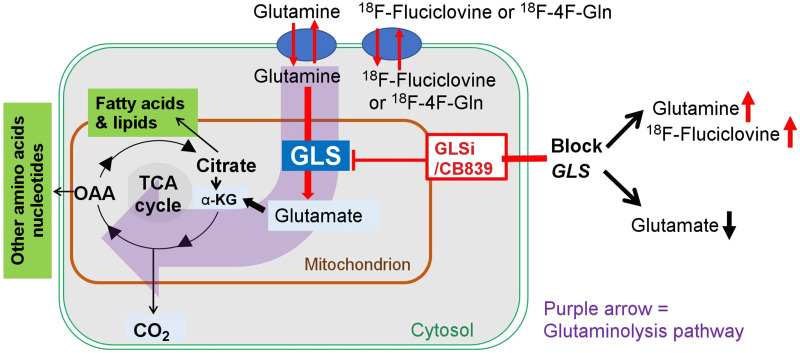graphic file with name jnumed.122.264152absf1.jpg