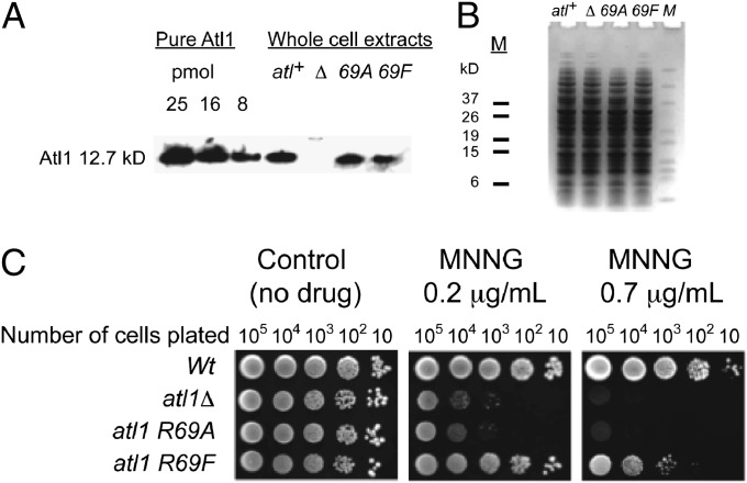 Fig. 6.