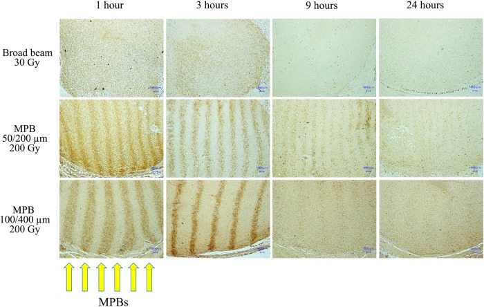 Fig. 6.