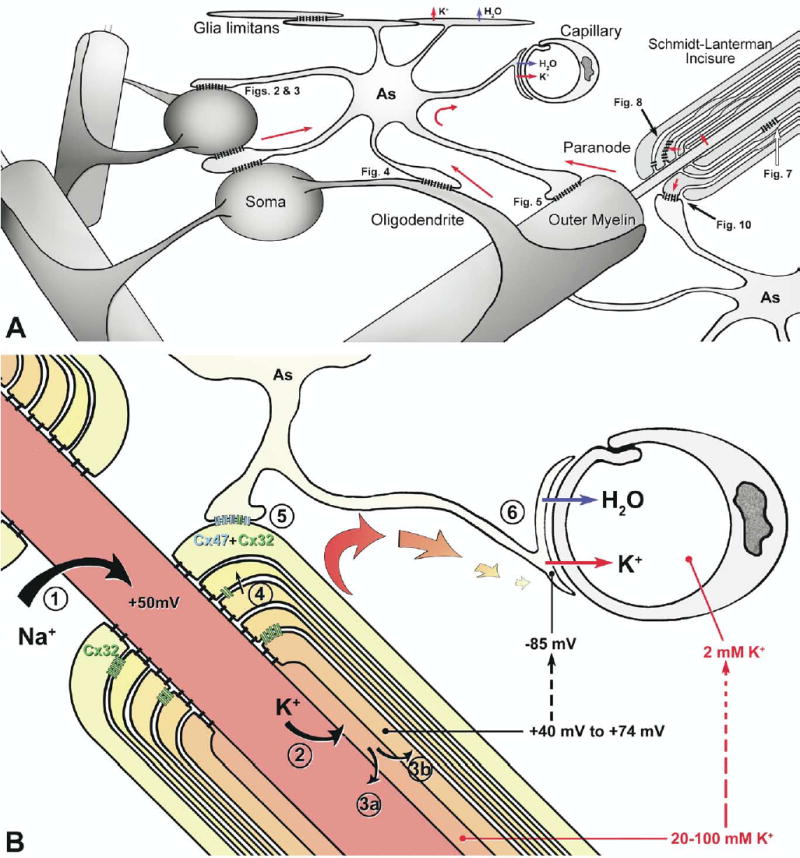 Fig. 12