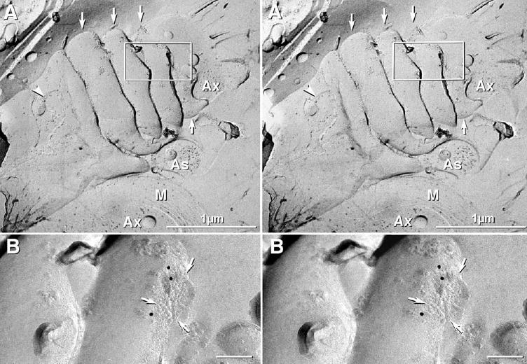 Fig. 10