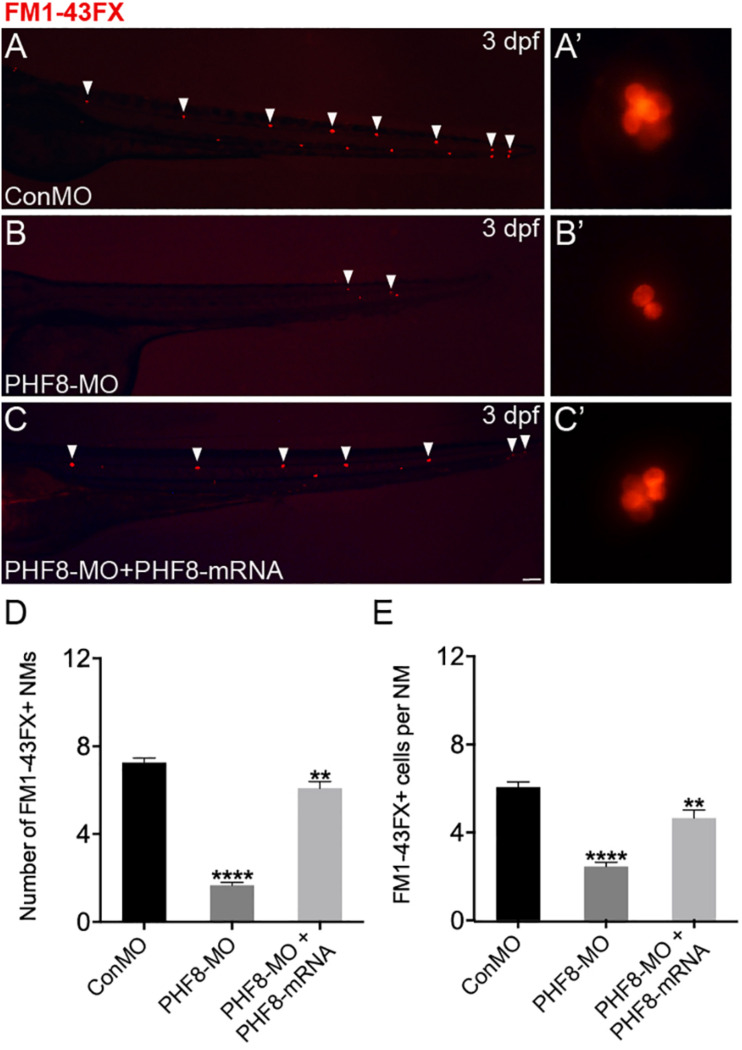 FIGURE 3