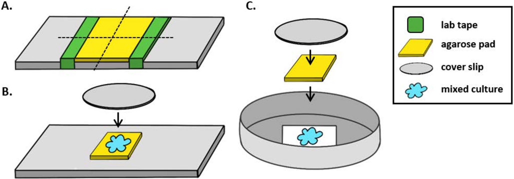 Figure 1: