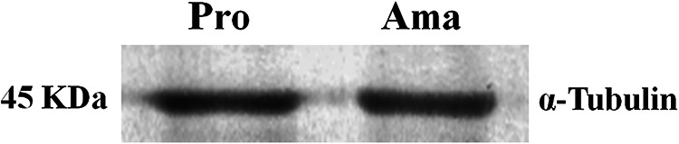 FIG 3C