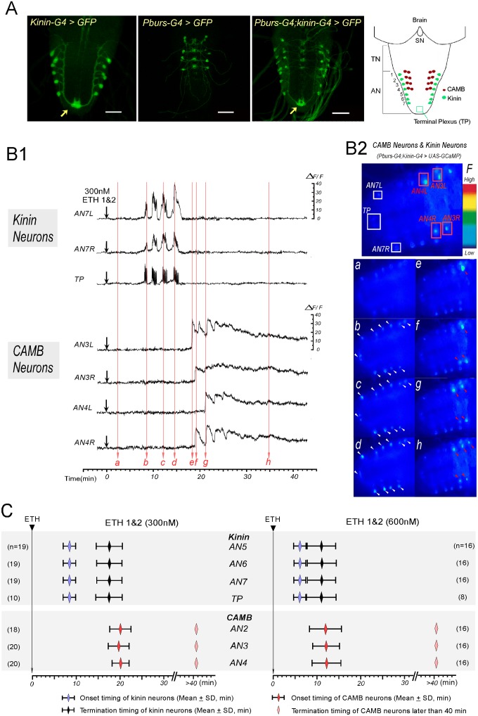 Fig 2