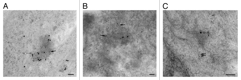 graphic file with name rna-10-314-g1.jpg