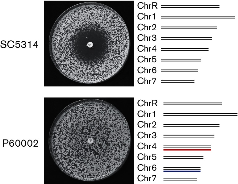 Fig. 1.