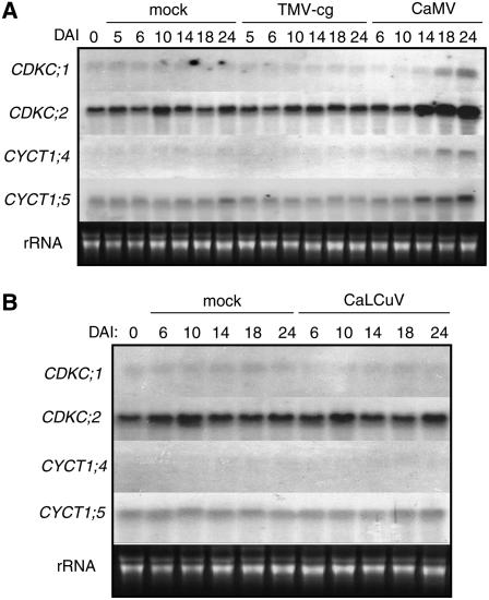 Figure 6.