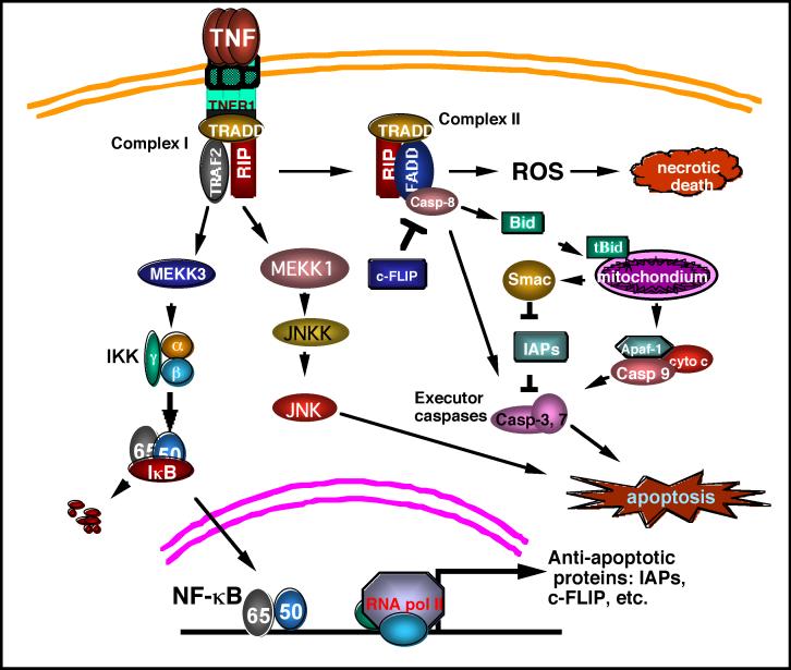 Fig.1