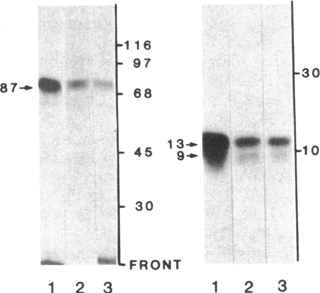 graphic file with name pnas00313-0055-c.jpg