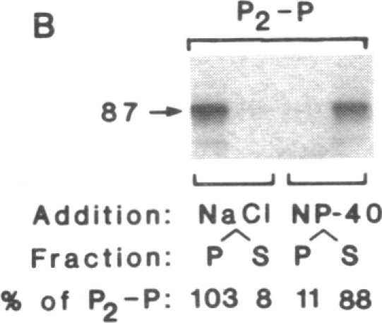 graphic file with name pnas00313-0055-a.jpg