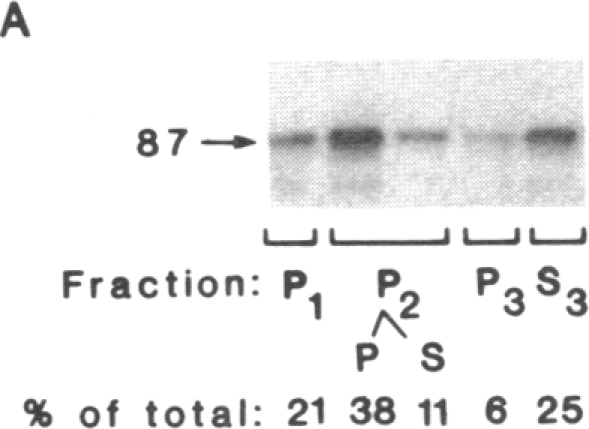 graphic file with name pnas00313-0055-b.jpg