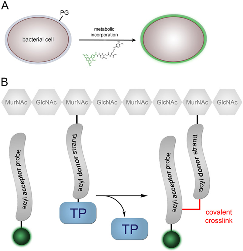 Fig 6.