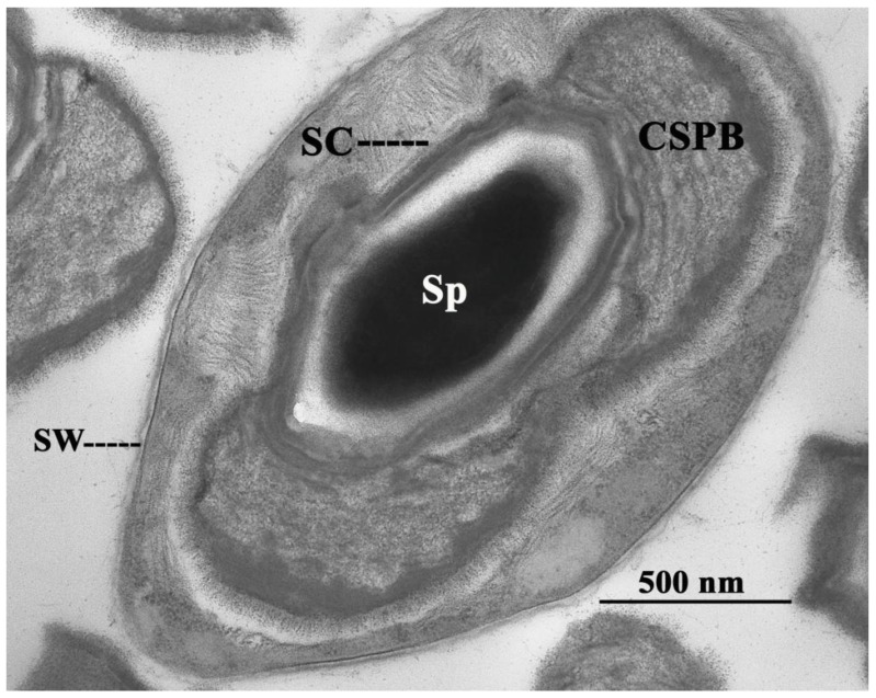 Brevibacillus laterosporus, a Pathogen of Invertebrates and a Broad ...