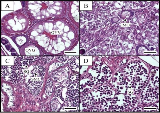 Fig. 5