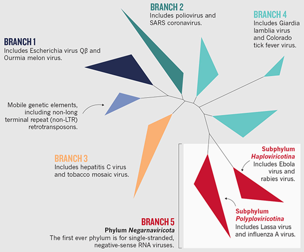 CLASSIFYING RNA VIRUSES