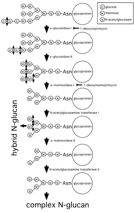 FIG. 4.