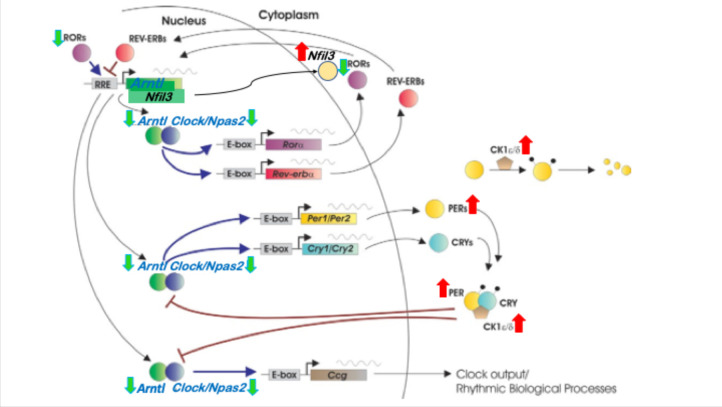 Figure 1—figure supplement 3.