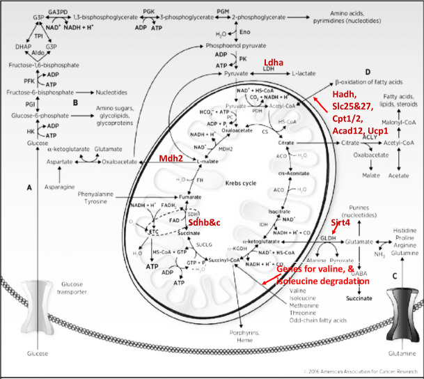 Figure 1—figure supplement 2.