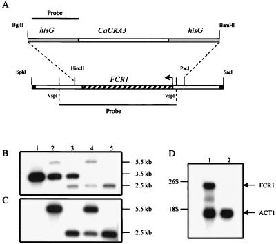 FIG. 6