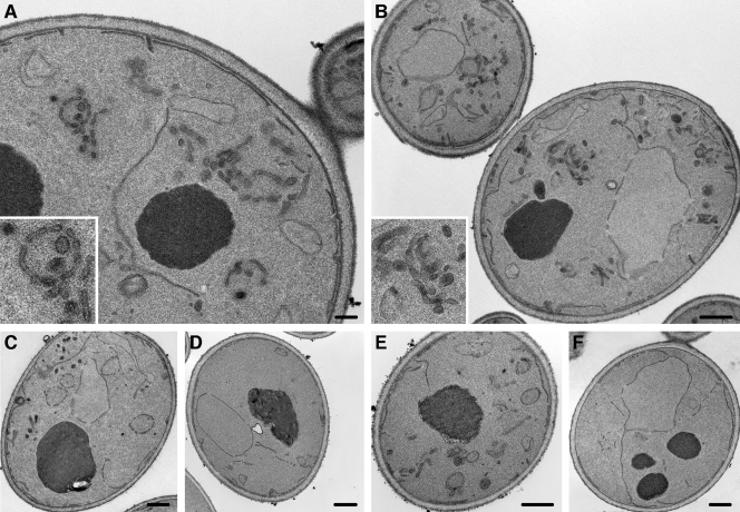 FIG. 6.