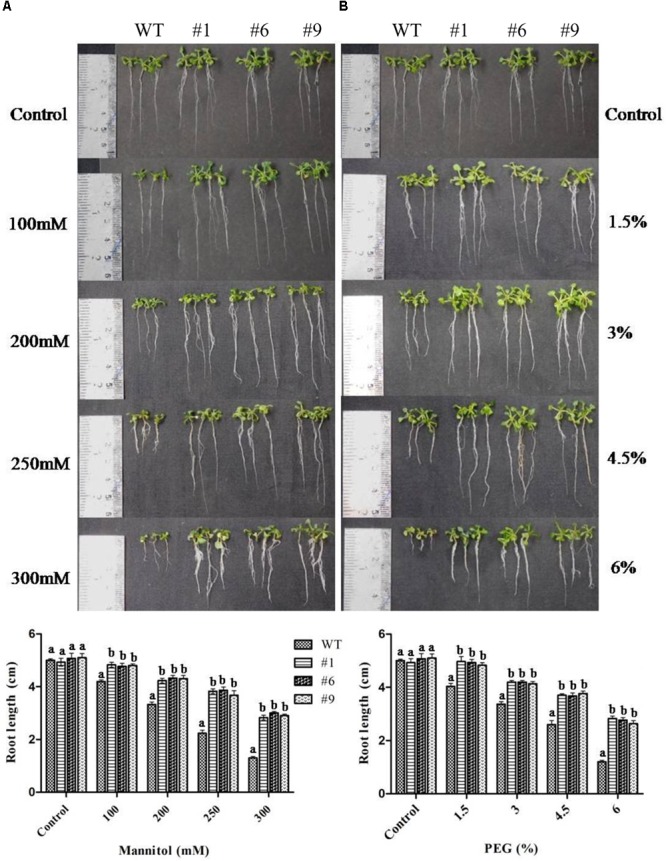 FIGURE 3