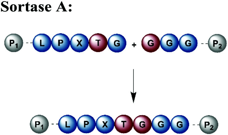 graphic file with name d1cb00045d-u1.jpg