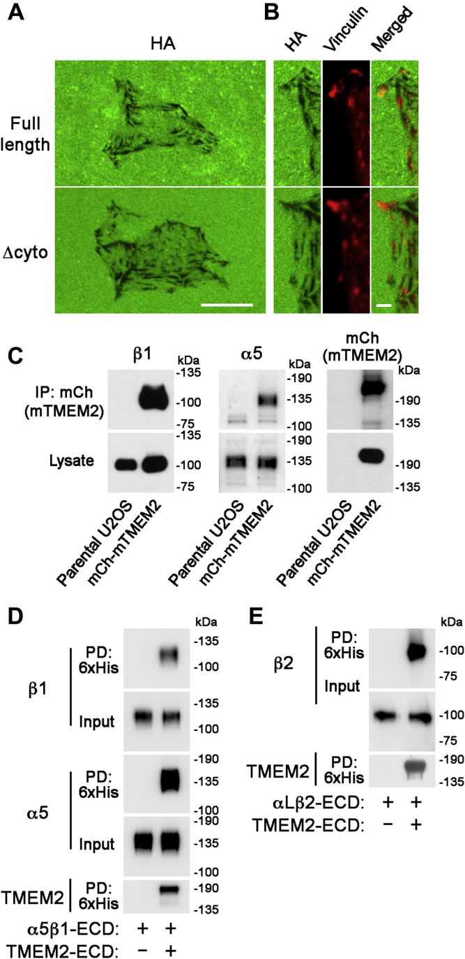 Figure 5