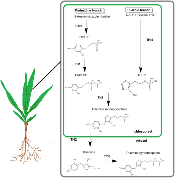 FIGURE 1