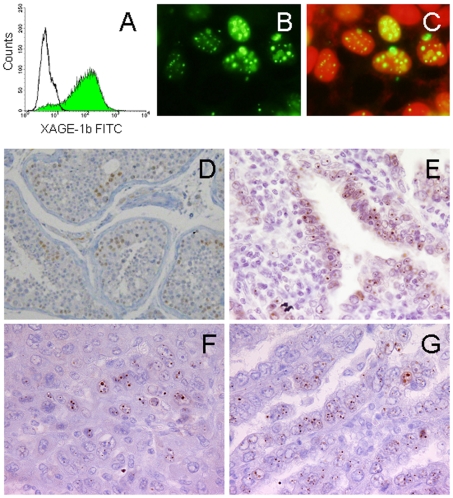 Figure 3