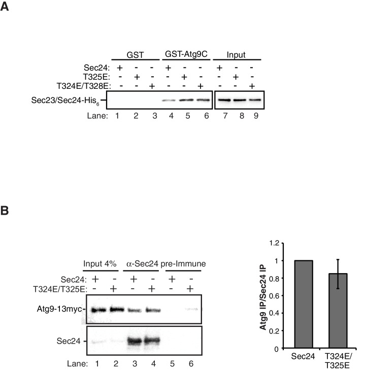 Figure 5—figure supplement 1.