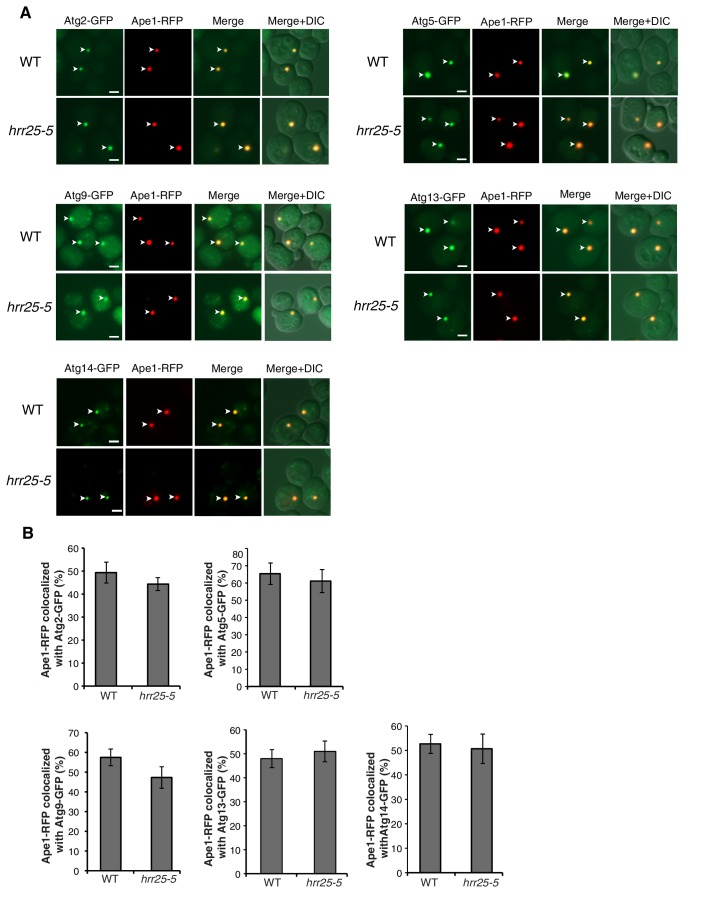 Figure 6—figure supplement 3.