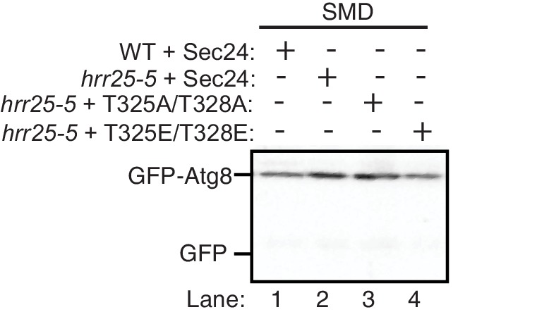 Figure 6—figure supplement 1.